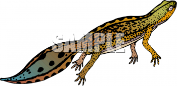 Chameleon Clipart