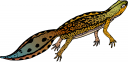 Chameleon Clipart