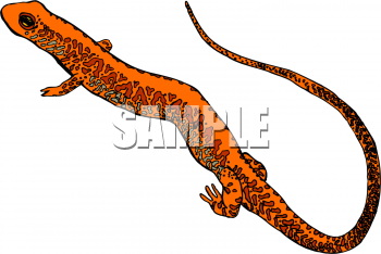 Chameleon Clipart