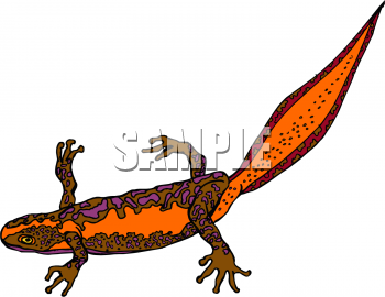 Chameleon Clipart