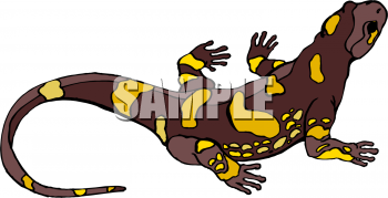 Chameleon Clipart