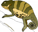 Chameleon Clipart