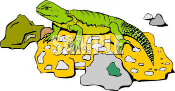 Chameleon Clipart