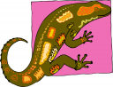 Chameleon Clipart