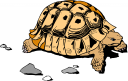 Tortoise Clipart