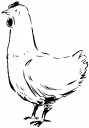 Chicken Clipart