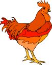 Chicken Clipart