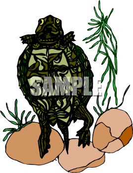 Tortoise Clipart