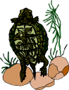 Tortoise Clipart