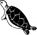 Turtle Clipart