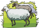 Sheep Clipart