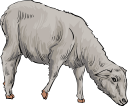 Mammal Clipart