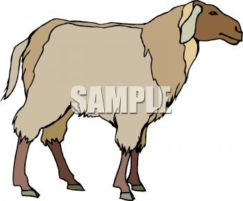 Sheep Clipart