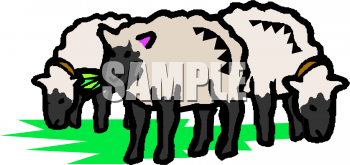 Sheep Clipart