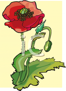 Poppy Clipart