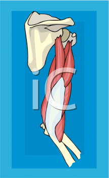 Anatomy Clipart