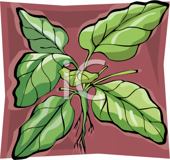 Spinach Clipart