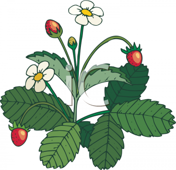 Strawberry Clipart