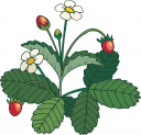 Strawberry Clipart