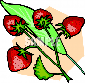 Strawberry Clipart