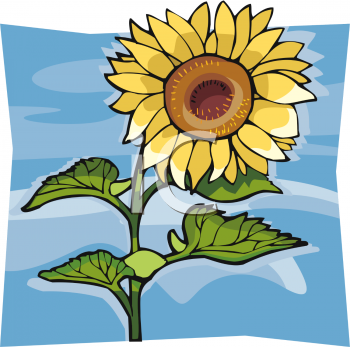 Sunflower Clipart