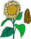 Sunflower Clipart