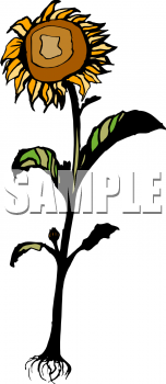 Sunflower Clipart