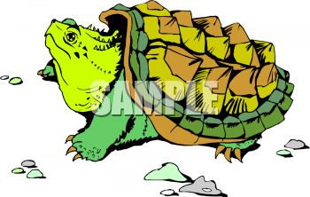 Tortoise Clipart