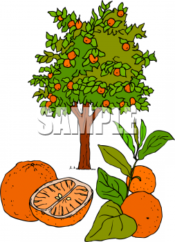 Grapefruit Clipart