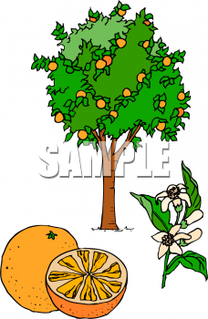 Grapefruit Clipart