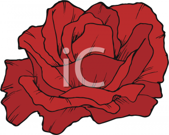 Rose Clipart