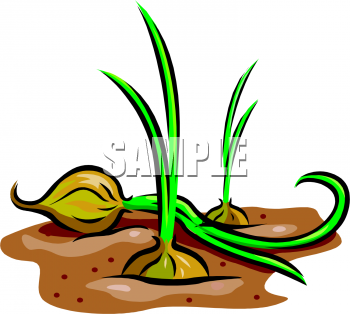 Turnip Clipart