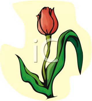 Tulip Clipart