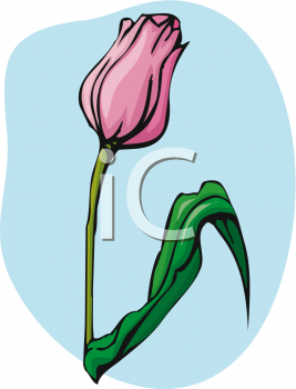 Tulip Clipart