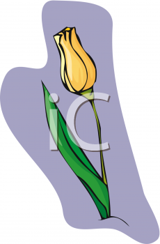 Tulip Clipart