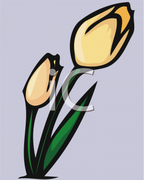 Tulip Clipart