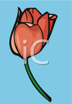 Tulip Clipart