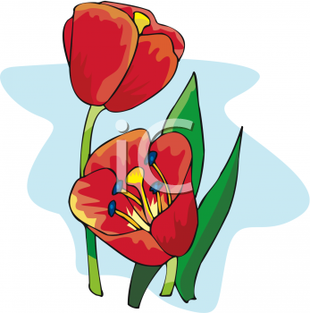 Tulip Clipart