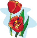 Tulip Clipart