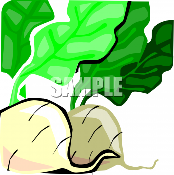 Turnip Clipart