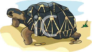 Tortoise Clipart