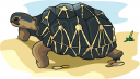 Tortoise Clipart