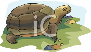 Turtle Clipart