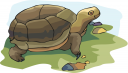 Tortoise Clipart