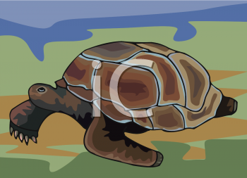 Tortoise Clipart