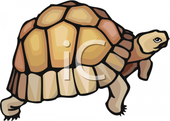 Tortoise Clipart