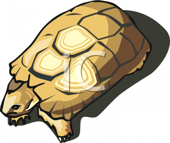 Tortoise Clipart