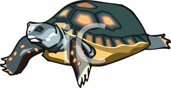 Tortoise Clipart