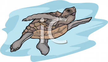 Turtle Clipart