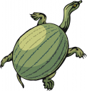 Tortoise Clipart